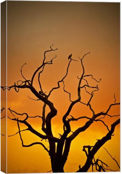 Dead Tree At Sunset Canvas Print by graham young