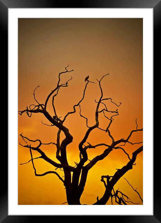 Dead Tree At Sunset Framed Mounted Print by graham young