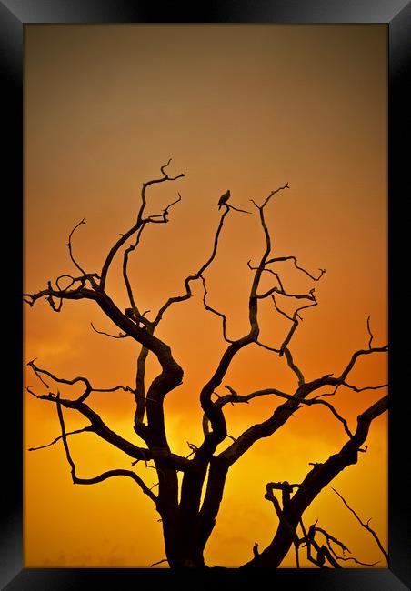 Dead Tree At Sunset Framed Print by graham young