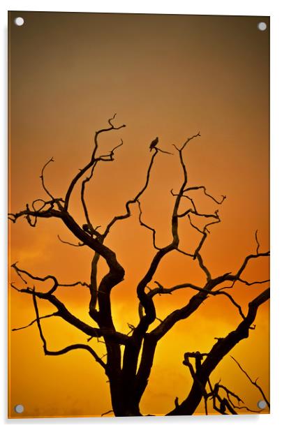 Dead Tree At Sunset Acrylic by graham young