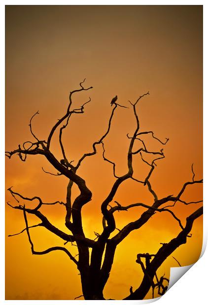 Dead Tree At Sunset Print by graham young