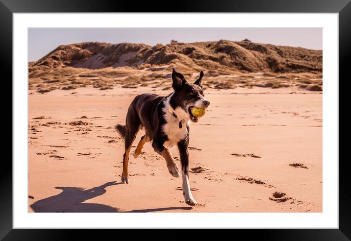 Border Collie on the Beach............ Framed Mounted Print by Naylor's Photography