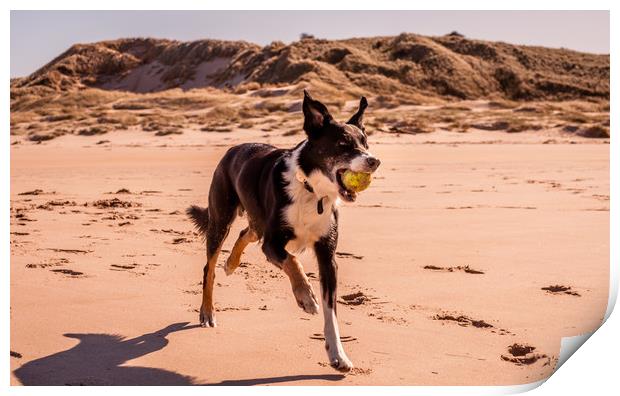 Border Collie on the Beach............ Print by Naylor's Photography