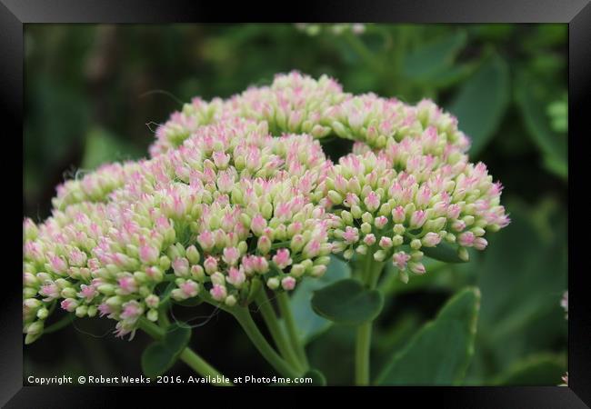 Pink Flower Bloom Framed Print by Robert Weeks