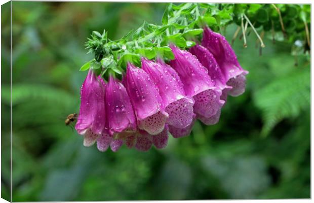 Foxglove Canvas Print by Tony Murtagh