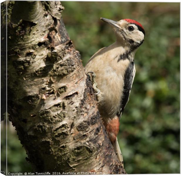 Great spotted woodpecker  Canvas Print by Alan Tunnicliffe
