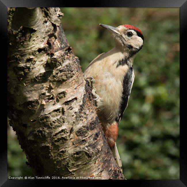 Great spotted woodpecker  Framed Print by Alan Tunnicliffe