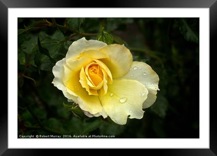 Yellow Rose Framed Mounted Print by Robert Murray