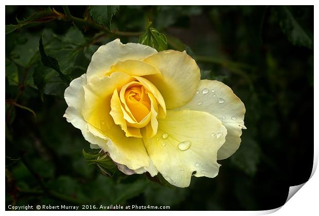 Yellow Rose Print by Robert Murray