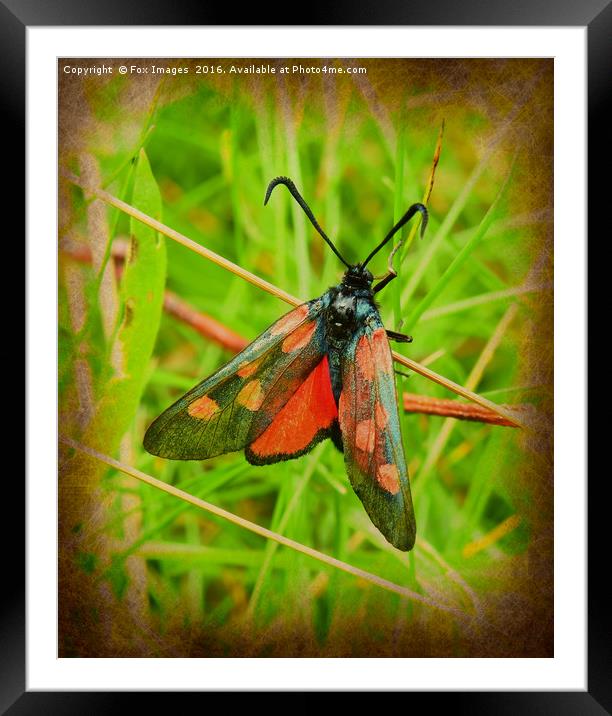 Burnet moth Framed Mounted Print by Derrick Fox Lomax