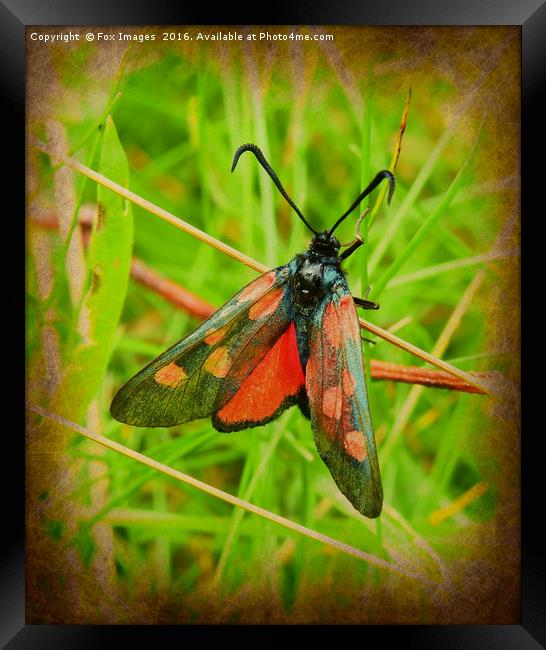 Burnet moth Framed Print by Derrick Fox Lomax