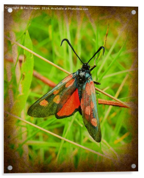 Burnet moth Acrylic by Derrick Fox Lomax