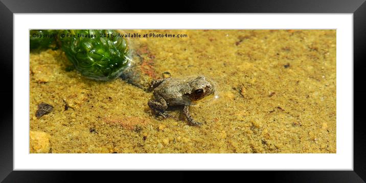  Dwarf Frog in a pond Framed Mounted Print by Derrick Fox Lomax