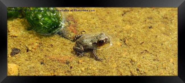  Dwarf Frog in a pond Framed Print by Derrick Fox Lomax