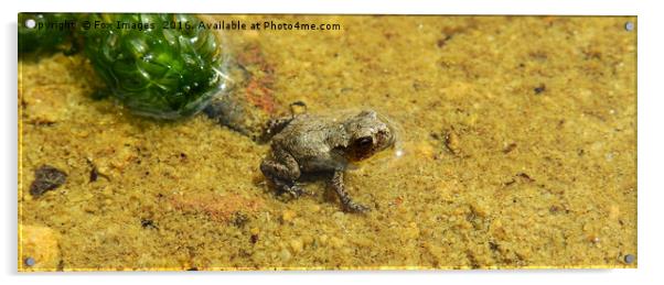 Dwarf Frog in a pond Acrylic by Derrick Fox Lomax
