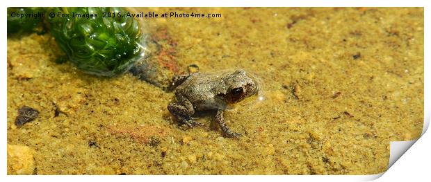  Dwarf Frog in a pond Print by Derrick Fox Lomax