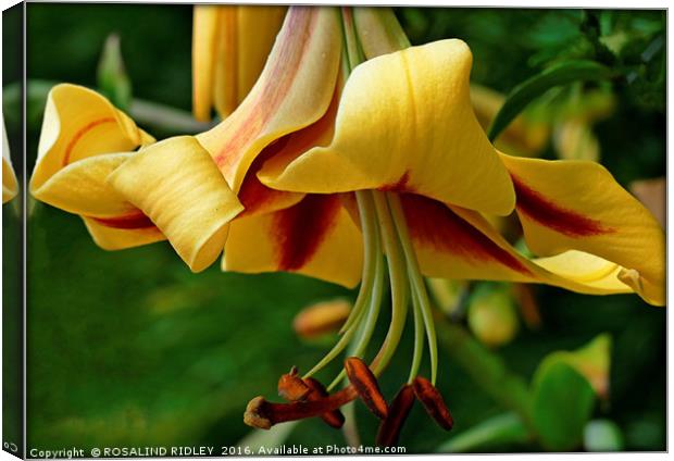 "BEAUTIFUL LILIES" Canvas Print by ROS RIDLEY