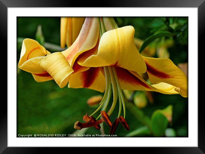 "BEAUTIFUL LILIES" Framed Mounted Print by ROS RIDLEY
