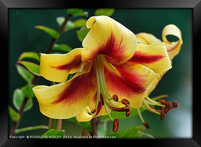 "YELLOW AND RED LILY" 2 Framed Print by ROS RIDLEY