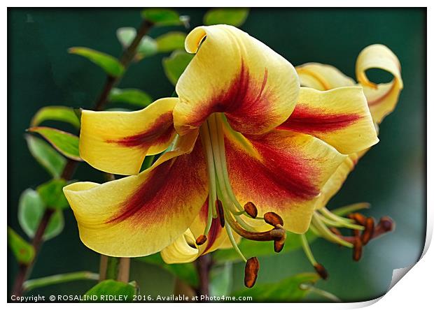 "YELLOW AND RED LILY" 2 Print by ROS RIDLEY