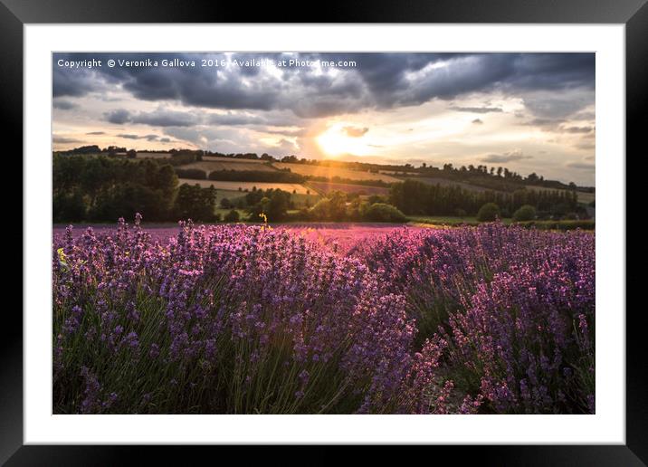 Lavender sunset Framed Mounted Print by Veronika Gallova