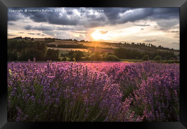 Lavender sunset Framed Print by Veronika Gallova