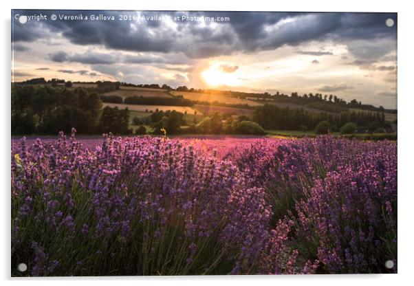 Lavender sunset Acrylic by Veronika Gallova