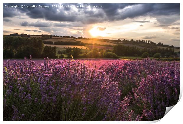 Lavender sunset Print by Veronika Gallova