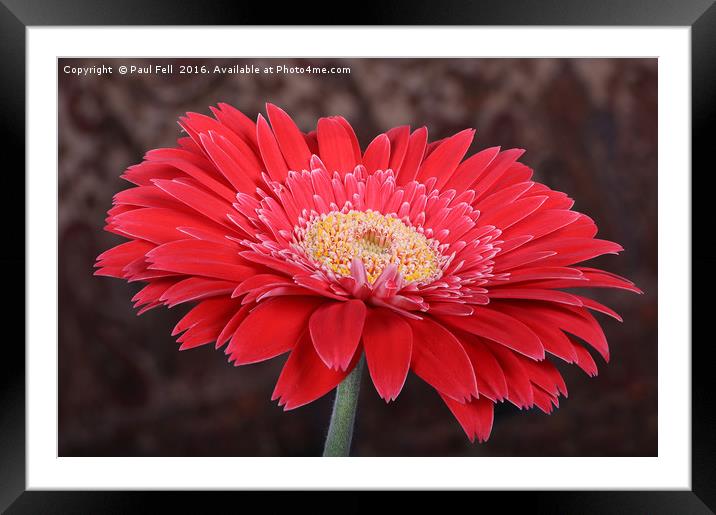 Daisy Framed Mounted Print by Paul Fell