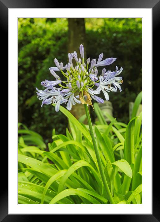 Blue Flower Framed Mounted Print by Images of Devon