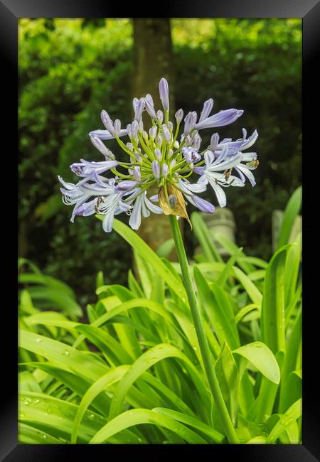Blue Flower Framed Print by Images of Devon