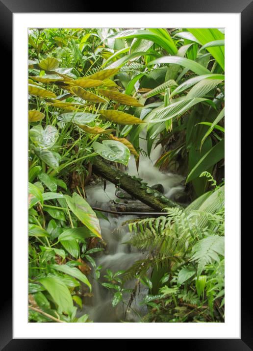 Rainforest waterfall Framed Mounted Print by Images of Devon