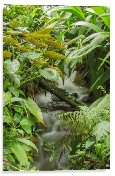 Rainforest waterfall Acrylic by Images of Devon