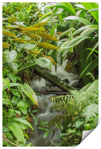 Rainforest waterfall Print by Images of Devon