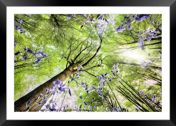 Bluebell forest from worms eye view Framed Mounted Print by Simon Bratt LRPS