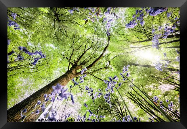 Bluebell forest from worms eye view Framed Print by Simon Bratt LRPS