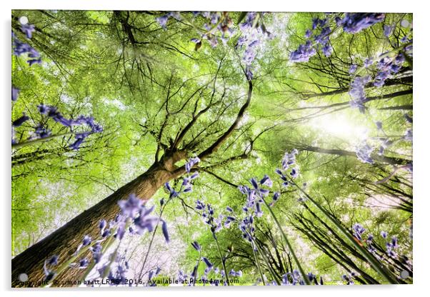 Bluebell forest from worms eye view Acrylic by Simon Bratt LRPS