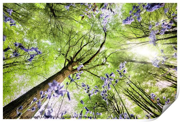 Bluebell forest from worms eye view Print by Simon Bratt LRPS