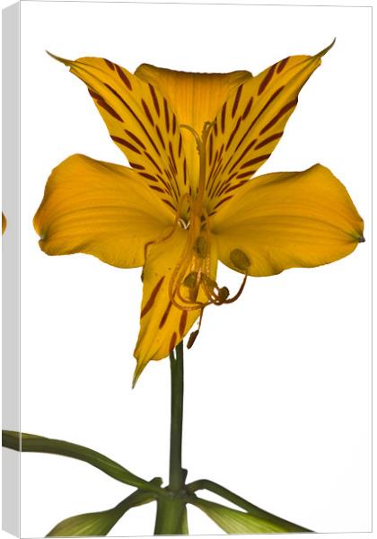 Yellow Alstroemeria on white background Canvas Print by Gabor Pozsgai