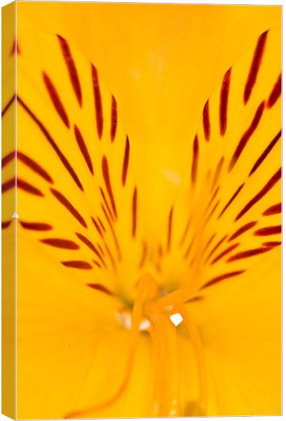 Extreme close-up of a yellow Alstroemeria Canvas Print by Gabor Pozsgai