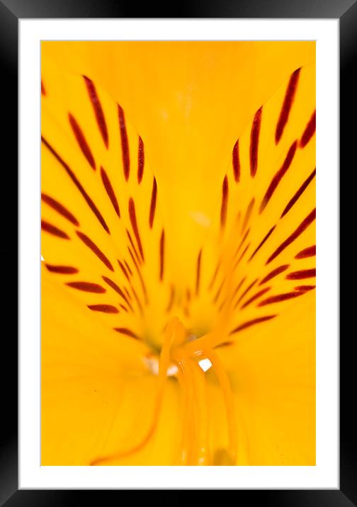Extreme close-up of a yellow Alstroemeria Framed Mounted Print by Gabor Pozsgai