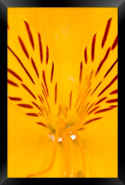 Extreme close-up of a yellow Alstroemeria Framed Print by Gabor Pozsgai