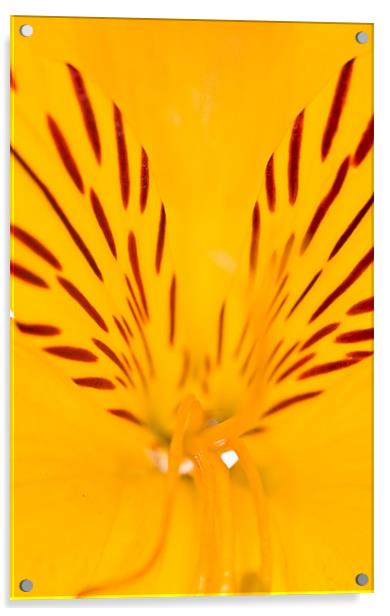 Extreme close-up of a yellow Alstroemeria Acrylic by Gabor Pozsgai