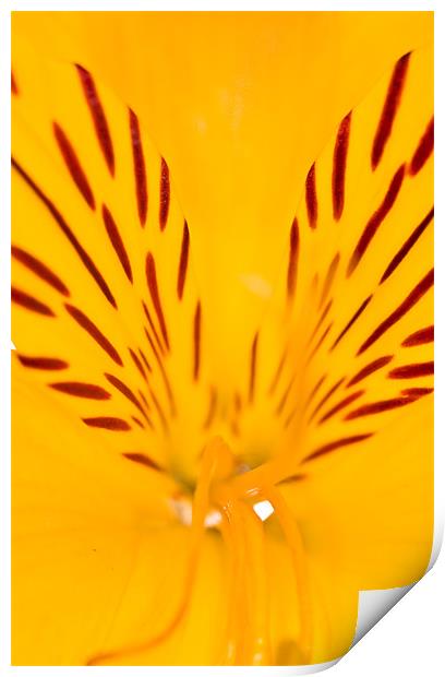 Extreme close-up of a yellow Alstroemeria Print by Gabor Pozsgai