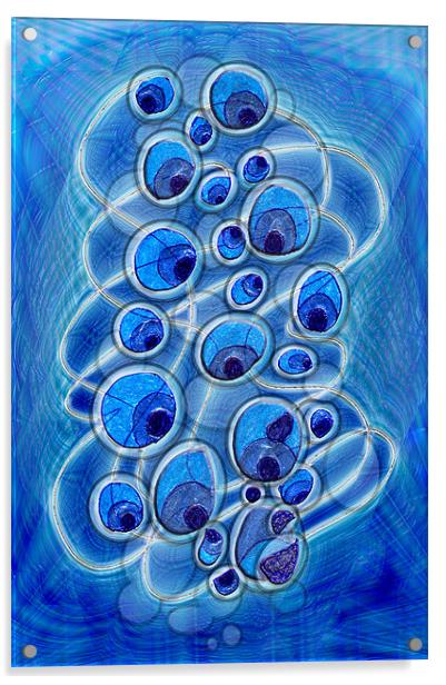 Peacock Bubbles Acrylic by Mark Sellers