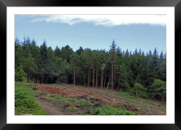 Dunster Forest Framed Mounted Print by Tony Murtagh