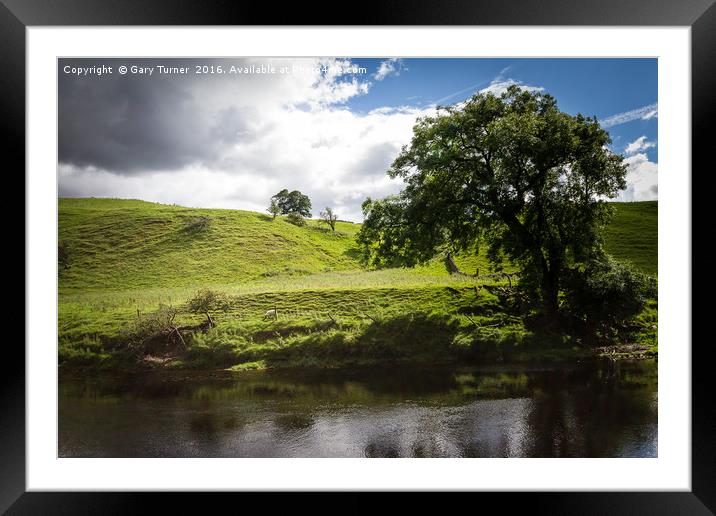 Grazing By The River Wharfe Framed Mounted Print by Gary Turner