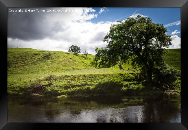 Grazing By The River Wharfe Framed Print by Gary Turner