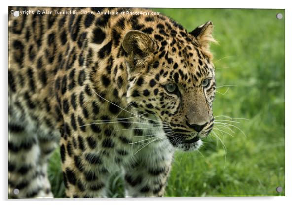 Leopard Acrylic by Alan Tunnicliffe