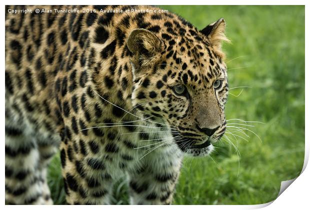 Leopard Print by Alan Tunnicliffe